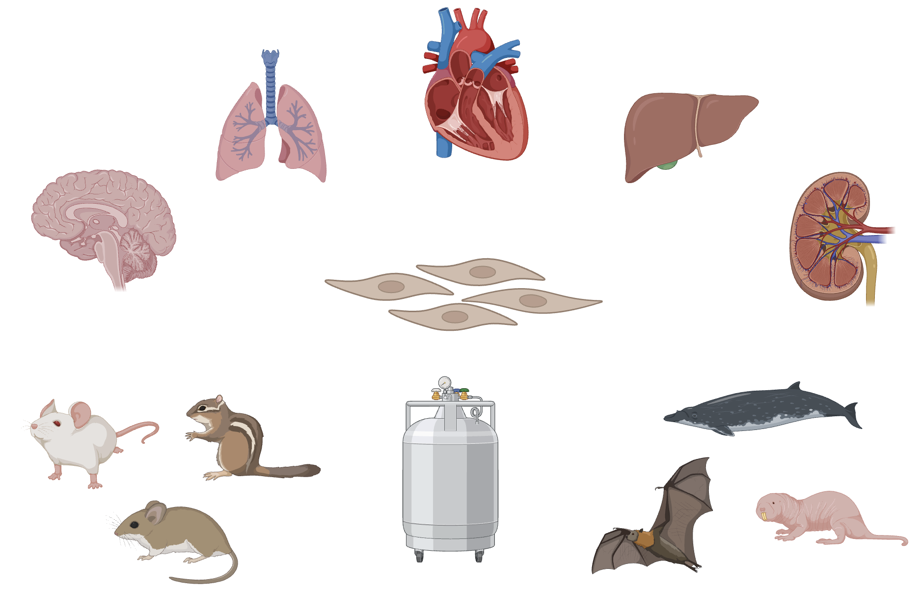 Frozen tissue samples